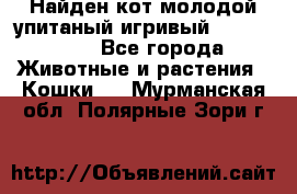 Найден кот,молодой упитаный игривый 12.03.2017 - Все города Животные и растения » Кошки   . Мурманская обл.,Полярные Зори г.